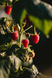 czerwone soczyste dojrzałe owoce malin na krzaku, pokazane w słońcu.
