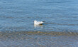 Black-headed Gull swimming in the sea
