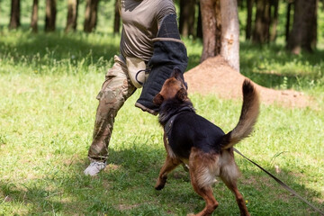 Wall Mural - German Shepherd attacking dog handler during aggression training.