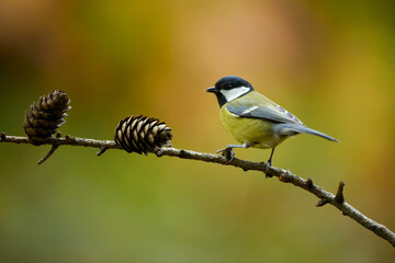 Sticker - Great Tit resting on a branch