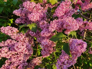 Wall Mural - Blooming lilac, purple background. Bright fresh purple lilac branches with green leaves