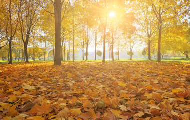 Wall Mural - autumn maple bright leaves under trees in park