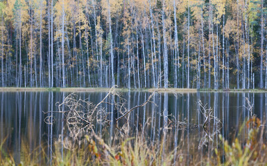 Wall Mural - tree branches in autumn forest lake