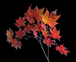 Canvas Print - small maple tree branch with orange leaves on black