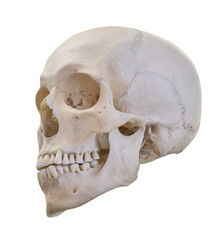 Wall Mural - isolated light human skull bone