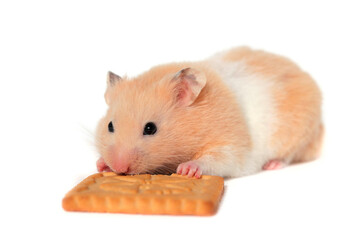 Wall Mural - Cute Syrian hamster close-up on a white background nibbling shortbread, lying on his stomach