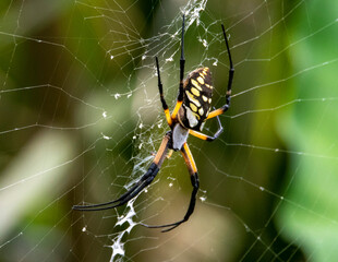 Poster - Garden Orb Spider