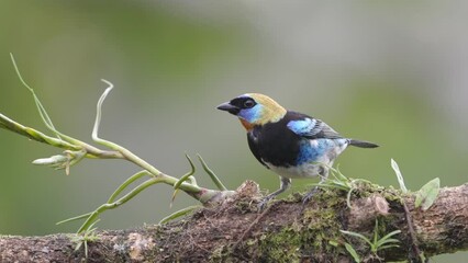 Wall Mural - a slow motion close up of a golden-hooded tanager perched on a branch at boca tapada in costa rica