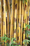 Fototapeta Dziecięca - Yellow bamboo forest background