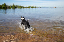 Dog Splasing In The Water