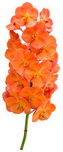 Orange Orchid Isolated For Decorative