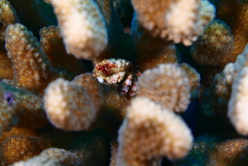 Wall Mural - Scuba diving at Chichi jima Bonin island, Ogasawara.