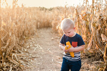Boy Picking Corn In A Corn Field In The Fall