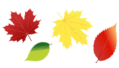 Wall Mural - png. set of autumn leaves isolated on white background. high resolution.