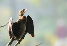 Little Cormorant Drying Its Wings