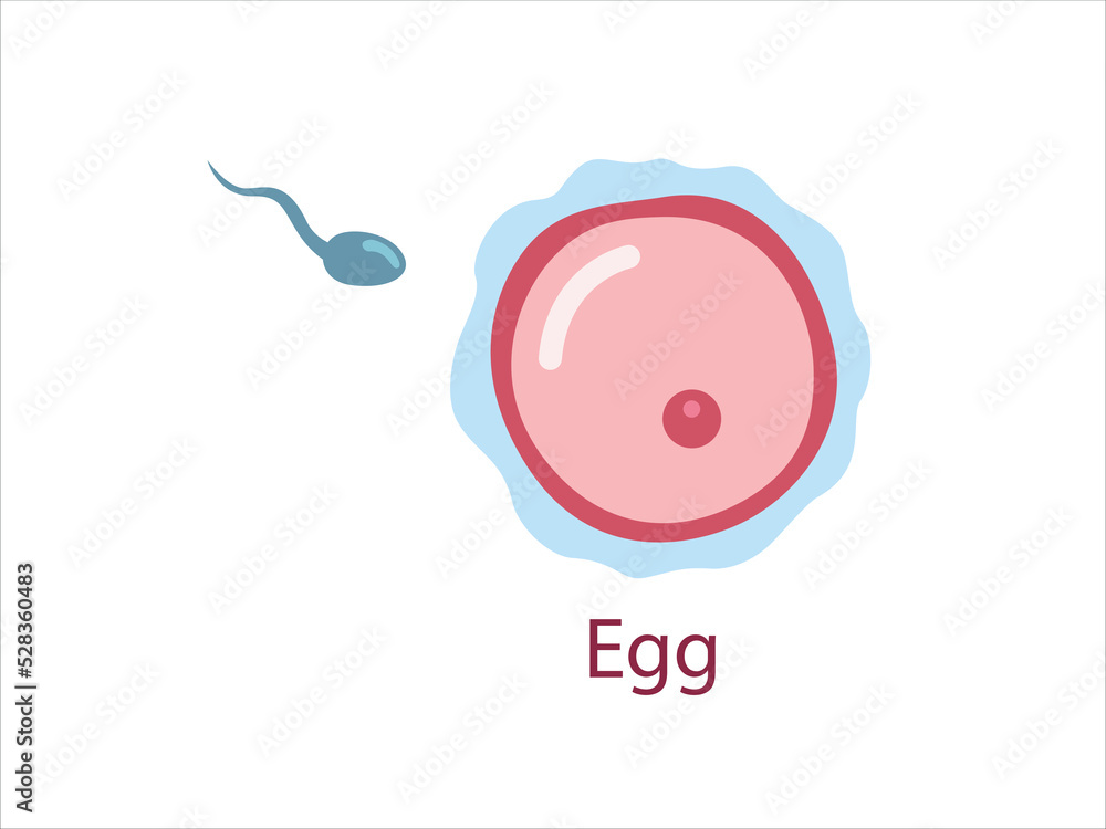 Ovule with sperm, female fertility cell, Oocyte. Woman reproductive