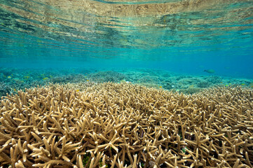 Reef scenic with pristine staghorn corals Raja Ampat Indonesia.