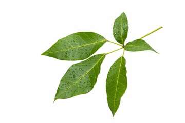 Sticker - Clipping path of Five green leaves with water drops on a white background.