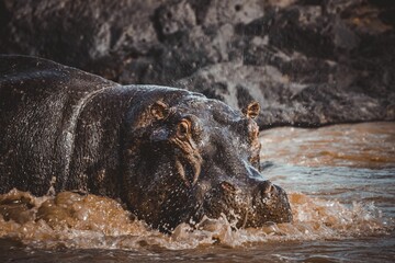 Sticker - Closeup of a hippopotamus in the river.