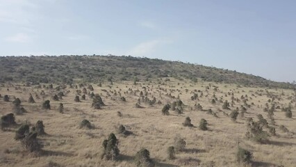 Poster - Drone footage of deserted land with yellow grass trees and hilly conservancy