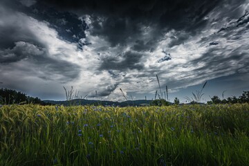 Wall Mural - Dramatic thunderclouds over a field with green trees