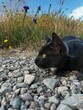 Vertical closeup of a black cat lying on stones and looking cautious