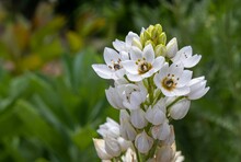 Beautiful White-colored Ornithogalum Arabicum Flowers In A Green Garden