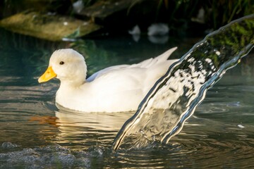 Sticker - Closeup shot of an American Pekin in the lake with splashing water