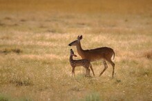 Closeup Shot Of White-tail Deer In A Grassy Field