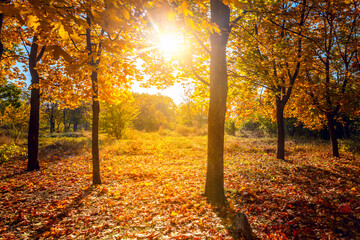 Wall Mural - sunny autumn scenery in a forest, with the sun rays of light through the mist and golden trees
