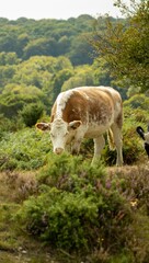 Sticker - White and brown cow grazing pasture in a forested area on a sunny day