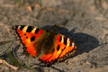 Closeup Of A Small Tortoiseshell Butterfly On The Ground Under Sunlight