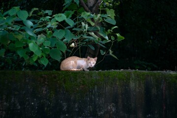 Poster - Cyprus cat sitting on the ground with moss on it surrounded by green tree leaves