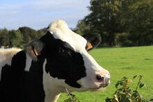 Closeup Shot Of A Black White Cow On A Field