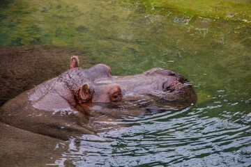 Canvas Print - Closeup shot of a pair of hippos in a lake