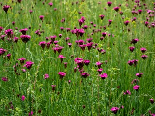 Wall Mural - Beautiful view of dianthus carthusianorum pink flowers with green grass on sunny day in meadow
