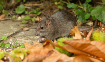 Wall Mural - Close up of a wild brown rat in Autumn, foraging for bird seed in a garden.  Facing left.  Scientific name: Rattus norvegicus.  Horizontal. Copy space