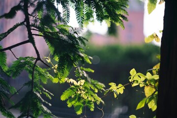 Wall Mural - Closeup shot of tree leaves under sunlight with blurred background