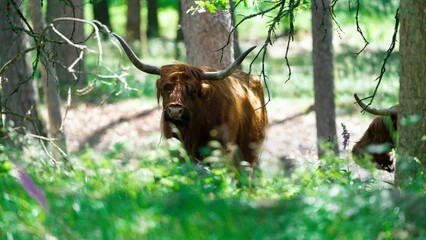 Wall Mural - Closeup shot of a Highland cattle breed grazing in the nature