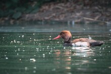 Cute Red-crested Pochard Swimming In The Lake During The Daytime
