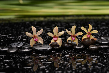 Wall Mural - still life of with 
yellow orchid , and zen black stones wet background
