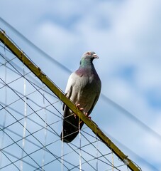 Sticker - Closeup shot of a Feral pigeon perched on the metallic fence with blue sky above