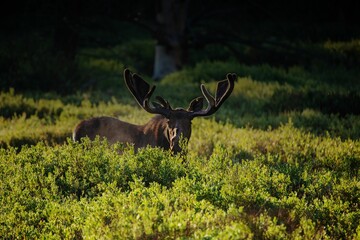 Poster - Bull moose (Alces alces) in a high mountain meadow