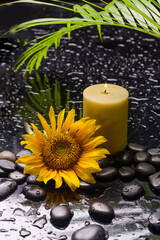 Wall Mural - still life of with 
sunflower ,candle, palm and zen black stones ,wet background
