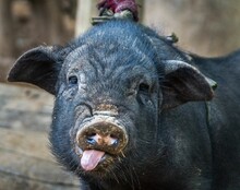 Cute Black Pig With Its Tongue Out