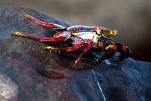Closeup Shot Of A Small Sally Lightfoot Crab On A Large Rock With A Blur Background