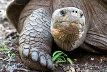 Closeup Shot Of A Galapagos Giant Tortoise Walking On The Ground