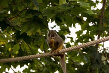 Closeup Shot Of A Cute Common Squirrel Monkey (Saimiri Sciureus) Eating Food On The Rope