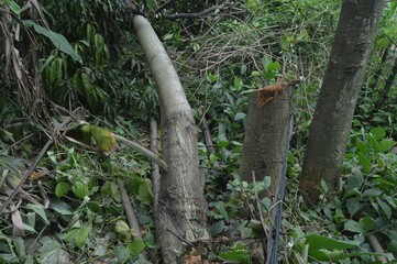 Poster - trees in the forest that fell down because they were cut down.