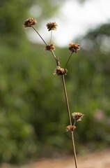 Canvas Print - Natural Plants and Green Foliage